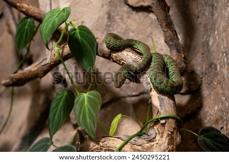 Green viper (Trimeresurus vittatus) on a branch in the zoo