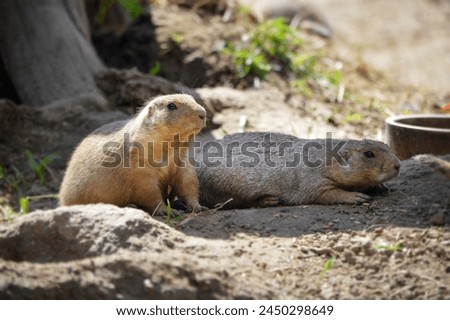Beautiful Prairie dog also known as Cynomys ludovicianus. Royalty-Free Stock Photo #2450298649