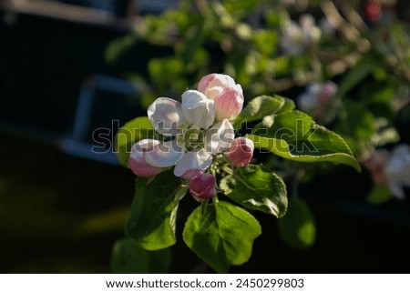 Pink apple flowers on the apple tree in nature blossoming of  in spring time natural floral seasonal background against of a blurred garden, cherry flowers.Close-up of white flowering plant.