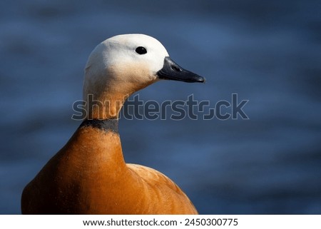 The ruddy shelduck (Tadorna ferruginea), known in India as the Brahminy duck, is a member of the family Anatidae, I take this picture in Cavado River Estuary, Fao, Esposende, North of Portugal.
