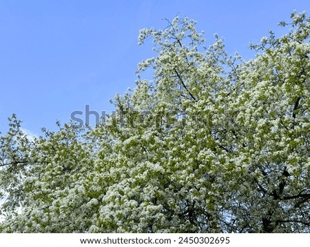 Crataegus monogyna white flower. Hawthorn (Crataegus monogyna) flower close-up. Detail of a hawthorn branch with white flowers in spring. Royalty-Free Stock Photo #2450302695