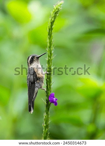 Speckled Hummingbird on plant stem on green background 