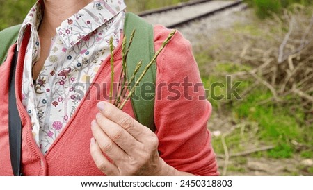 A hand of a senior caucasian woman with wild green asparagus (Asparagus officinalis) on nature background                                Royalty-Free Stock Photo #2450318803