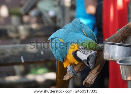 Close up of a beautiful curious macaw, a tropical parrot with colorful blue and yellow feathers and a big beak, sitting on a tree branch. Royalty-Free Stock Photo #2450319033