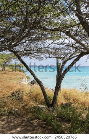 Mangle Halto Lagoon, Aruba viewed between the branches of an acacia tree Royalty-Free Stock Photo #2450320765