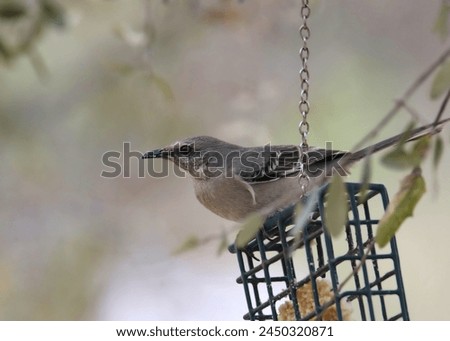 Northern Mockingbird (mimus polyglottos) perched on a suet feeder
