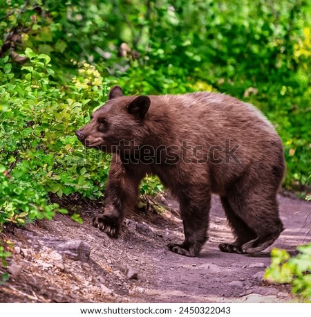 Wild Brown Bear Cub in Lush Green Forest, Spring Wildlife Photography, Nature Conservation, Outdoor Adventure, Ecological Tourism, Majestic Animal in Natural Habitat, Biodiversity, Wilderness Explorat
