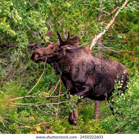 Majestic Moose in Lush Forest, Wildlife Photography, Biodiversity Conservation, Nature Lover’s Paradise, Outdoor Adventure, Animal Portrait, Wilderness Exploration, Vibrant Ecosystem, Recreational Spo