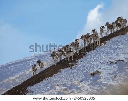 Marco Polo's argali stands on mountainside against the sky. Young male mountain sheep stand guardedly on the crest of the ridge in winter.  Royalty-Free Stock Photo #2450325035