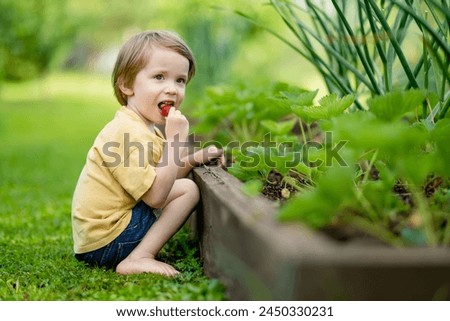 Cute little boy eating fresh organic strawberries on sunny summer day. Kid having fun on a strawberry farm outdoors. Royalty-Free Stock Photo #2450330231
