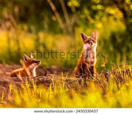 Two Foxes Playing in Golden Evening Light, Wildlife Photography, Nature’s Beauty, Sunset Glow, Peaceful Green Field, Natural Habitat, Vibrant Wilderness, Serene Outdoor Scene, Majestic Animal Portrait