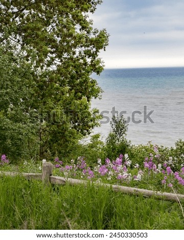 Lake Ontario, Toronto, Canada, lakefront trail, wildflowers, purple, white, blooms, scenic, beauty, waterfront, nature, outdoors, spring, blossom, picturesque, tranquility, serene, idyllic, lakeside