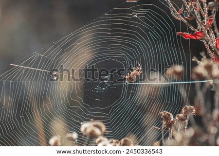 Amazing wildlife photography capturing an orb spider in its big, beautiful, intricate web carrying its prey back out of sight to enjoy on a sunny warm day. 