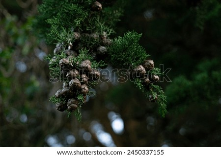 Gowen Monterey Mediterranean cypress Amidst the tranquil forest, pinecones sway gently from the branches of evergreen trees clumps clusters of cones from a pine tree branch in Northern Ireland Royalty-Free Stock Photo #2450337155