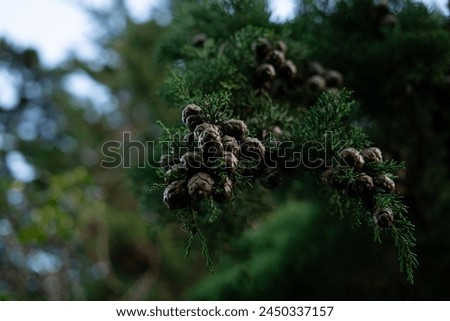 Gowen Monterey Mediterranean cypress Amidst the tranquil forest, pinecones sway gently from the branches of evergreen trees clumps clusters of cones from a pine tree branch in Northern Ireland Royalty-Free Stock Photo #2450337157