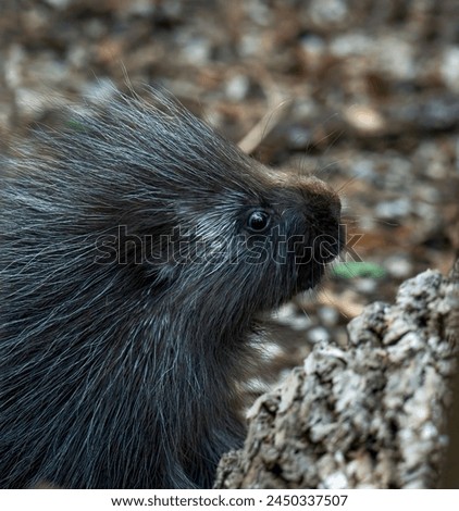 Closeup of a baby porcupine