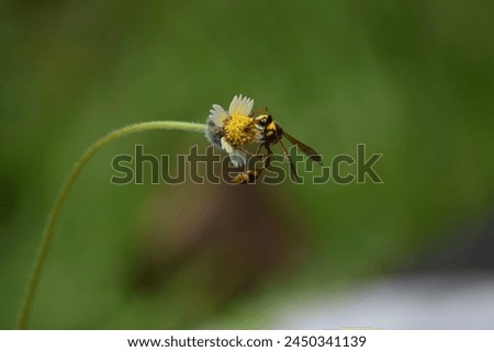 ~ Pollinating ~ 𝐓𝐚𝐰𝐨𝐧 𝐓𝐞𝐦𝐛𝐢𝐤𝐚𝐫 - 𝐘𝐞𝐥𝐥𝐨𝐰 𝐏𝐨𝐭𝐭𝐞𝐫 - 𝐏𝐨𝐭𝐭𝐞𝐫 𝐖𝐚𝐬𝐩 -
𝘿𝙚𝙡𝙩𝙖 𝙡𝙚𝙥𝙚𝙡𝙚𝙩𝙚𝙧𝙞𝙞 𝙙𝙚 𝙎𝙖𝙪𝙨𝙨𝙪𝙧𝙚, 1852 - 𝙑𝙚𝙨𝙥𝙞𝙙𝙖𝙚