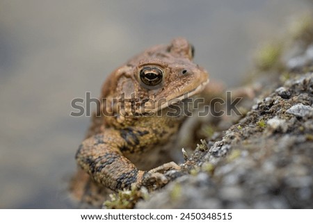 Close-up horizontal photo of Eastern American Toad (Bufo americanus) on the side of pond.