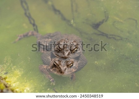 Close-up horizontal photo of two Eastern American Toad (Bufo americanus) on the side of pond with a chain of eggs.