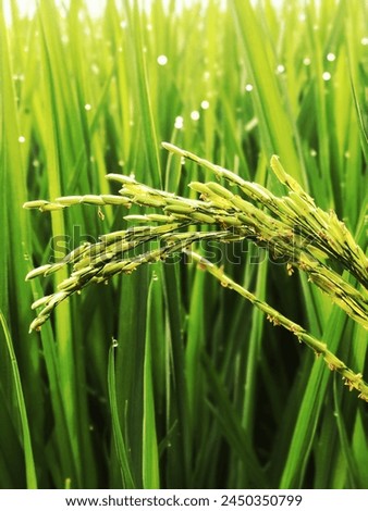 Paddy Tree Pictures Beautiful Wallpaper
