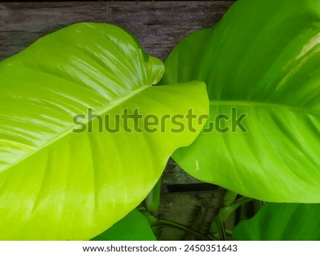 Beautiful background with large green leaves