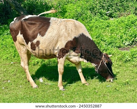 Cow milk baqra Eid cow best picture