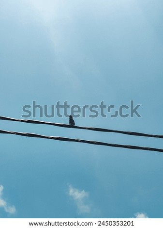 View of a bird from the back view on an electric cable wire. Blue sky background.
