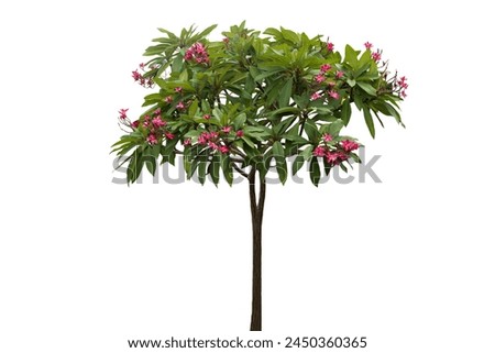 Picture of frangipani tree with beautiful leaves and red flowers isolated on white background.
