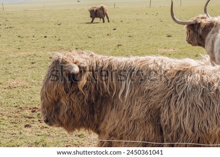 Scottish hairy bulls and cows close-up .Bighorned hairy red bulls and cows .Highland breed. Farming and cow breeding.Scottish cows in the pasture in the sunshine