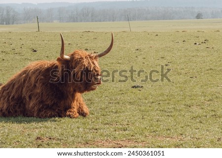 Scottish hairy bulls and cows close-up in a paddock .Bighorned hairy red bulls and cows .Highland breed. Farming and cow breeding.Scottish cows in the pasture in the sunshine