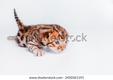 Two week old small newborn bengal kitten on a white background.Cute bengal kitten on the white fury blanket close-up. Royalty-Free Stock Photo #2450361191