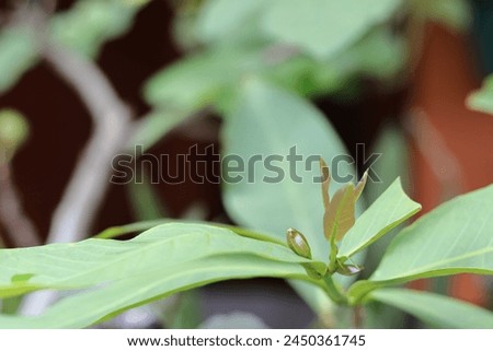 Bojonegoro, Indonesia, April 9, 2024: Young shoots of the guava tree are brownish green, selected focus, blurred background for placing writing Royalty-Free Stock Photo #2450361745