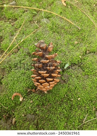 A pinecone in the garden. In the town park.