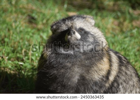 Picture of a raccoon dog facing the camera.