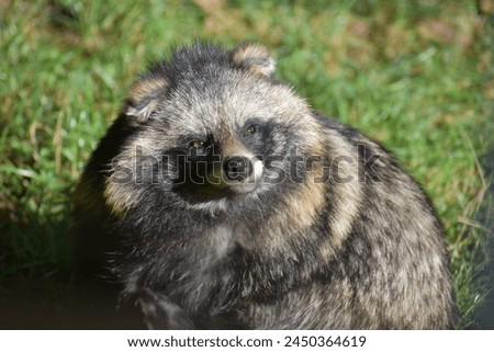 Picture of a cute raccoon dog sunbathing.