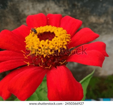 Paper flowers are familiar in Indonesia, with a striking red color to attract bees and butterflies like the picture above