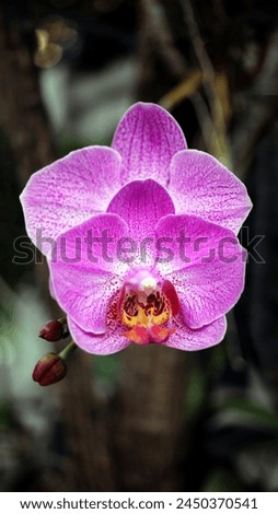 Closeup of blooming purple orchid flowers with a blurry background, image for mobile phone screen, display, wallpaper, screensaver, lock screen and home screen or background