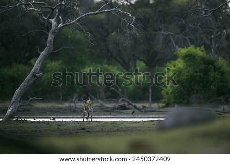 Picture in Botswana for deer with green environment