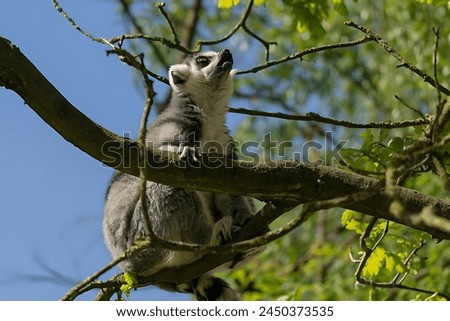 Picture of a ring-tailed lemur sitting on the branches of a tree and looking up