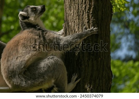 Picture of a ring-tailed lemur climbing a tree