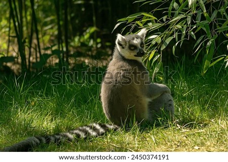 Picture of a ring-tailed lemur sitting on the ground among green grass