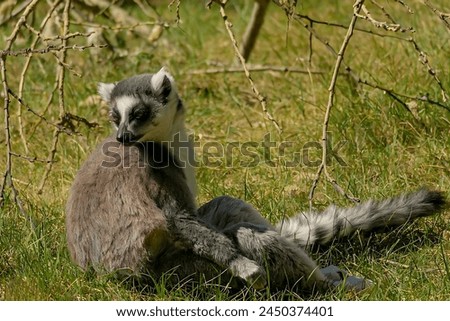 Picture of a ring-tailed lemur sitting on the ground among green grass