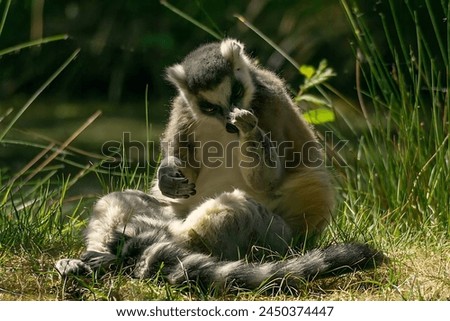 Picture of a ring-tailed lemur sitting on the ground among green grass, wiping his face with his hand