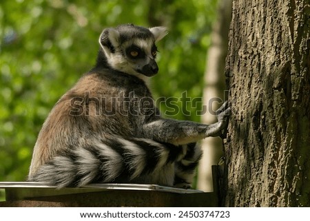 Picture of a ring-tailed lemur sitting on a tree branch and leaning against its trunk
