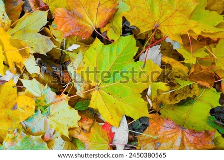  Leaves of a Norway maple, Acer platanoides with bright fall colors in autumn
