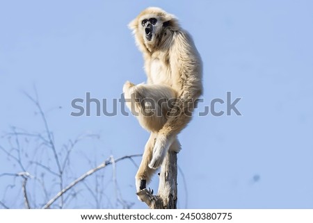 Picture of a white gibbon standing on a tree trunk and screaming