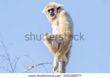 Picture of a white gibbon sitting on a tree trunk
