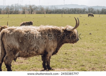 Scottish hairy bulls and cows in a paddock and chewing grass.Bighorned hairy red bulls and cows .Highland breed. Farming and cow breeding.Scottish cows in the pasture in the sunshine