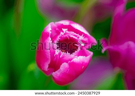 Pink spring flowers tulips. Spring background for Easter or Valentines Day. Beautiful bouquet of tulips in spring with blurred background. Bright purple color of blossom tulips. Violet Spring flower.