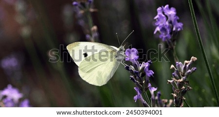 monarch butterfly on flower. Image of a butterfly Monarch on purple flowrrs with blurry background. Nature stock image of a closeup insect. Most beautiful imaging of a wings butterfly on flowers

